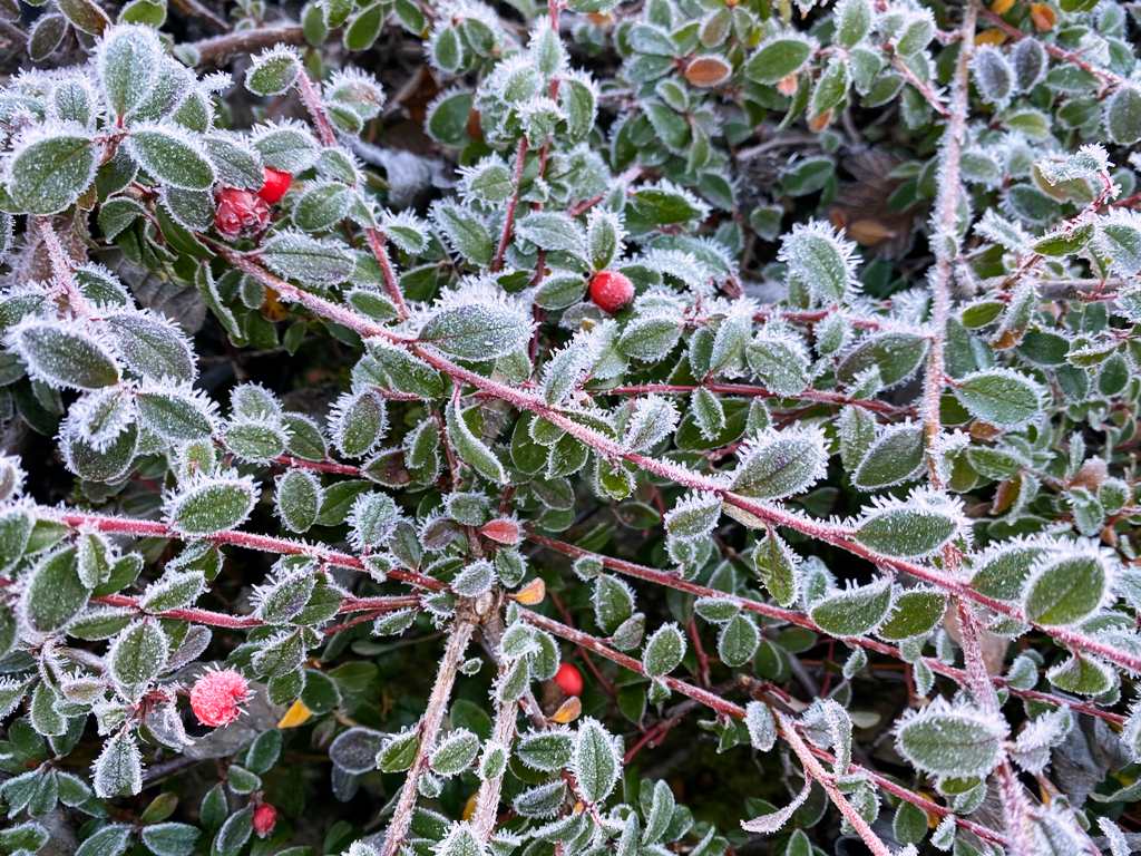 Protecting Landscaping Plants in Texas Winter Freeze