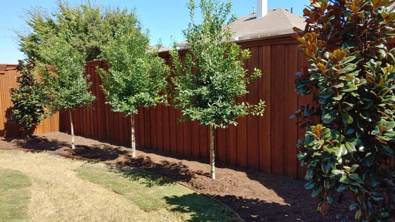 Evergreen privacy trees in a Texas backyard landscape