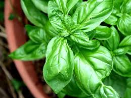 Basil plants, repel indoor pests