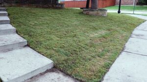 Bermuda sod grass type in front lawn