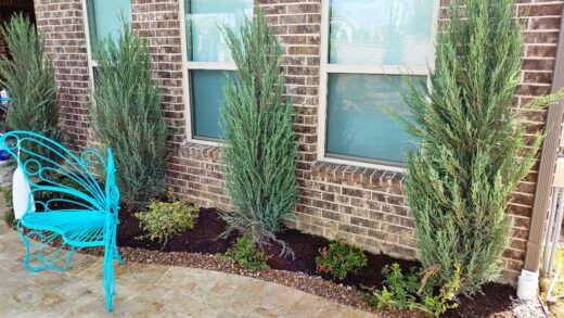 Best North Texas Privacy Shrubs