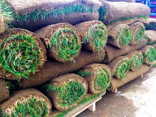 Best Sod Grass Types North Dallas