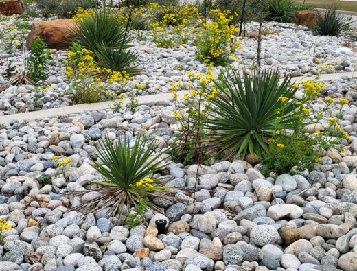 Landscaping plants with decorative rocks