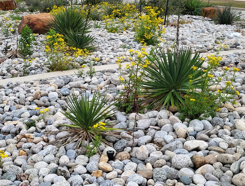 Landscaping plants with decorative rocks