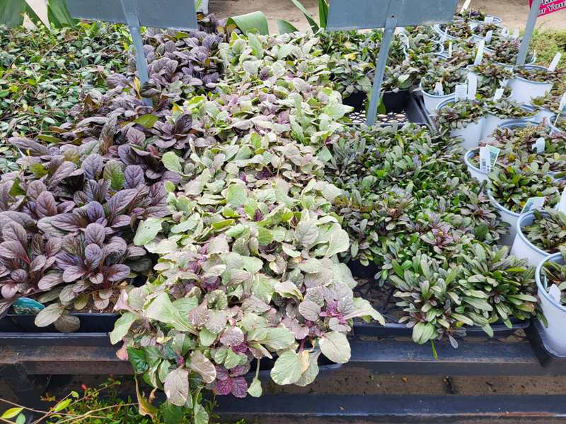 Easy to Care for Dallas Groundcover Plants