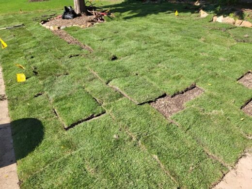 6 Best Zoysia Sod Grass Varieties for your Dallas Lawn