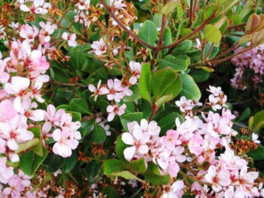 Featured Spring Blooming Plants