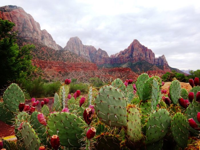 Heat Tolerant Plants for Texas Landscapes (5 Favorite)