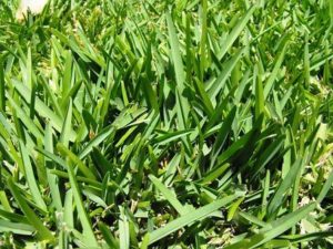 St. Augustine Sod Grass