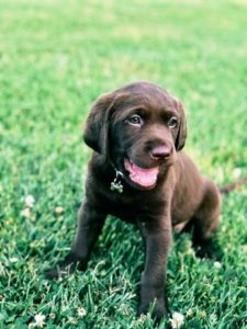 How Much is Pet Friendly Artificial Turf per Square Foot