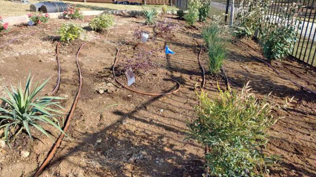 Watering New North Texas Landscaping Plants with Drip Irrigation