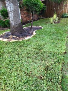Palmetto St. Augustine Lawn in Prosper, Texas