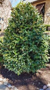 Needlepoint Holly Evergreen Installed in Landscape Bed