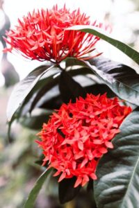 Red Penta Flowers