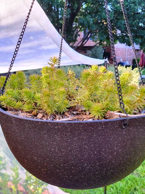 Sedum in basket planter