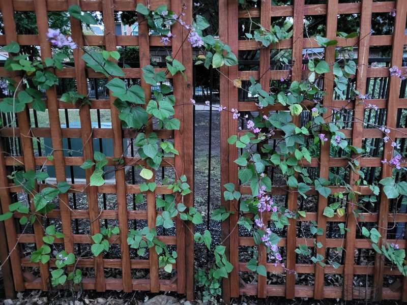 Blooming Purple Vines Climbing a Trellis