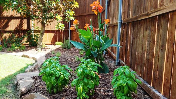 Spring Landscaping Checklist for North Texas