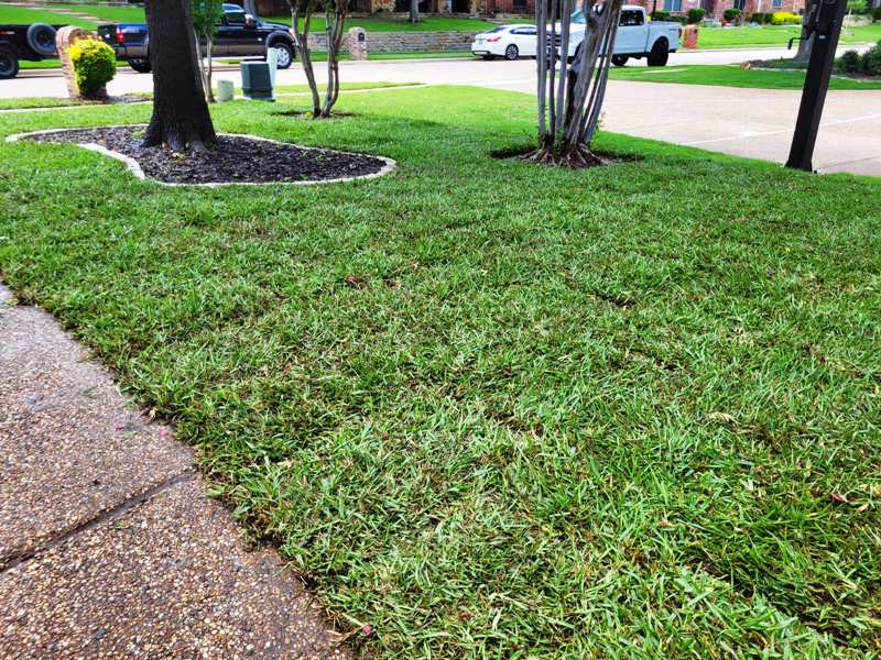 St. Augustine Grass in Shaded Lawn