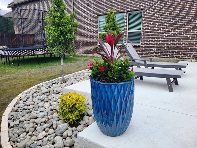 Summer hardy plants in Texas backyard containers