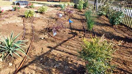 5 Tips to Protect Plants from Texas Winter Freeze