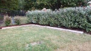 Privacy Screening Shrubs Easiest to Grow