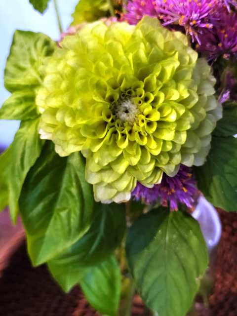Green Zinnia flower