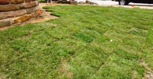 Zoysia sod grass type in front lawn